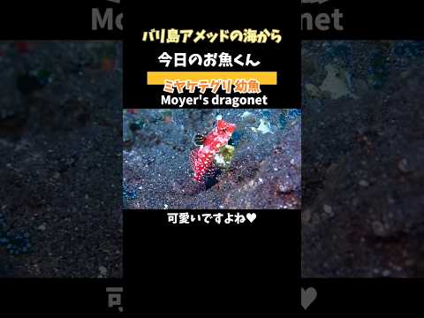 [ #ミヤケテグリ ] #名前の由来 は、発見地⁇ #Moyer's #dragonet #バリ島ダイビング #amedbali #shorts