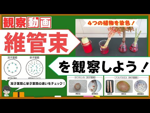 【中学理科】維管束の観察をしよう！ホウセンカとセロリを染色して観察！