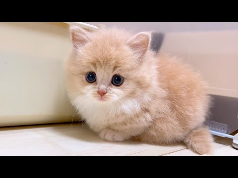 【マンチカンの子猫】子猫が珍しく狙ってる相手が間違っている件 ～猫のいる生活Vol.994～出産動画 マンチカン短足・ミヌエット・ペルシャ猫専門ブリーダー『ペット蔵人』【子猫の成長記録】