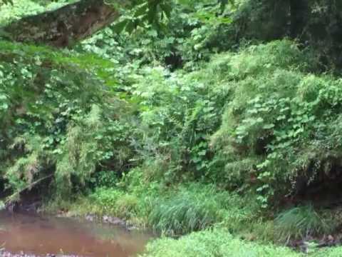 【箱根ハイランドホテル、庭園を流れる早川】