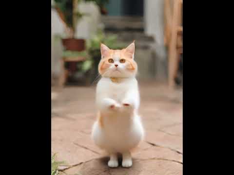 Crazy Cat Dancing ～😻❤️❤️ #catdance #shorts #cats