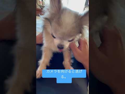 逃げるショコラ#ちわわ #ちわわ #ちわわ大好き #老犬