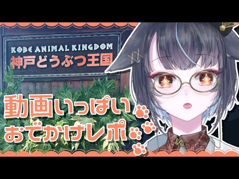 【#神戸どうぶつ王国  】動物園にマヌルネコの赤ちゃんを見に行ったお話【#vtuber /＃みゃもさん講義中】