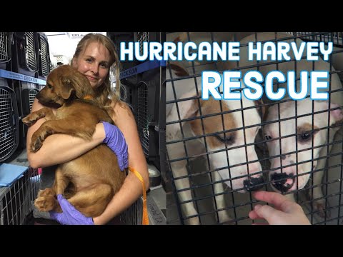 I Rescued DOGS During HURRICANE HARVEY | Dog Rescue