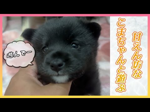 【保護犬なずな子供】こまちちゃんと遊ぶ‼️メロメロなパパさん/可愛いすぎる❗️