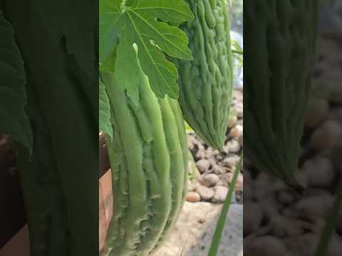 Backyard garden harvesting