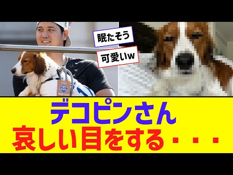 【悲報】大谷デコピンさん(1)、哀しい目をする・・・【なんJ反応】