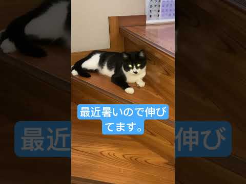 階段で寝てるニャンコに突撃。#猫動画