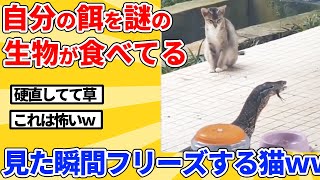 【2ch動物スレ】自分に用意されたエサが謎の生物に食べられてるのを見た猫の反応ｗｗｗｗｗ