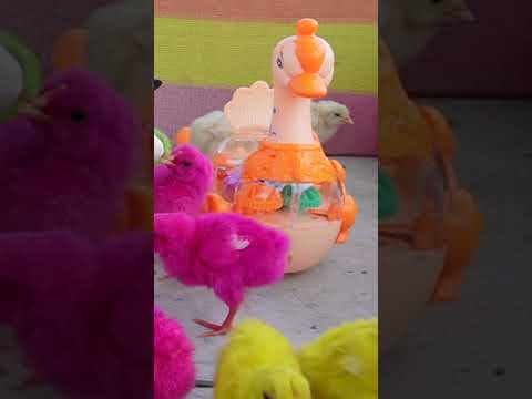 Pink PEACOCK Toy Vs HEN Baby Chicks Gallina Video #murgichicks