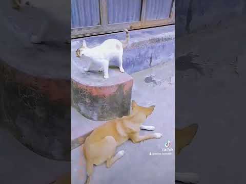 নাম আমার ভুতু তুতু #food #funny #funnyvideo #shorts#shots #short #shortsviral #shortvideo