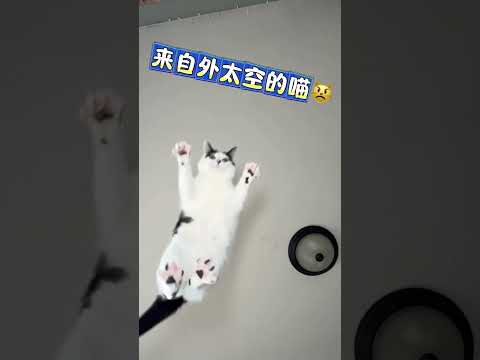 来自外太空的喵😾