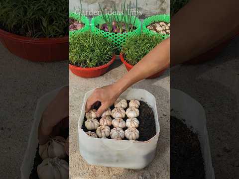 How to Harvest Garlic from Raised Beds: Tips & Tricks