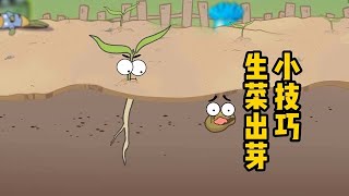 生菜出芽小技巧    #有用内容创作计划  #新光合计划  #我在快手涨知识 