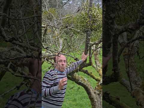 Masses of Mistletoe (viscum album) #orchard #adventure #permaculture #gardening #explore ##nature