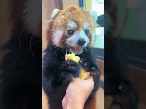 Warm baby sweets can make me happy every day. Little greedy cat. Little panda warm baby