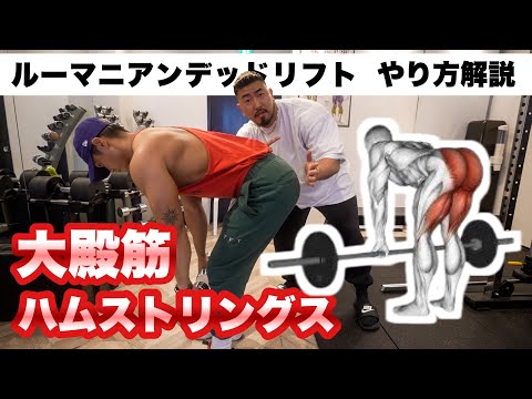 ルーマニアンデッドリフトのやり方解説！【ダンベル】【筋トレ】