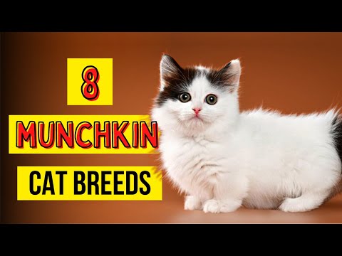 8 Munchkin Cat Breeds