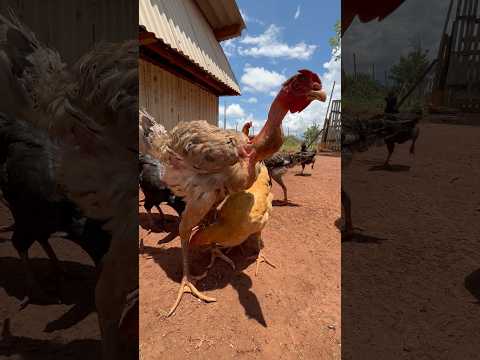 Free range chickens farm  galinha caipira #wbjadventures #freerangechickens #countrylife