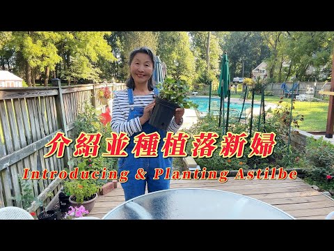 [華園花道】介紹並種植落新婦｜Introducing And Planting Astilbe