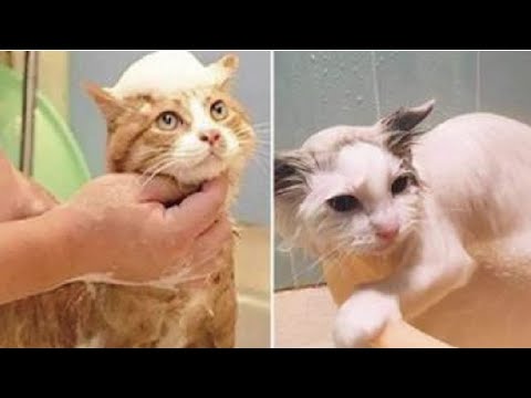 🤣2022最好笑的寵物合集🐱🐶笑到噴飯#12/Funny Animals Video/貓/狗/cat/dog/pet/