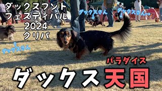 【ダックスの祭典】ダックスフントフェスティバル2024クリパに参加して来ました！