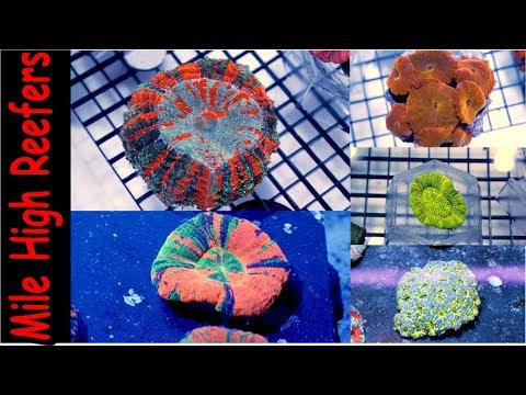 My 5 Favorite Corals at Aqua Medic Live (Scott's Picks)