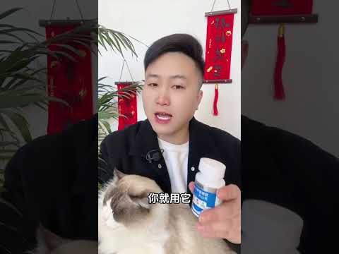 猫咪想谈恋爱。一定要给它做绝育吗？科学养宠攻略 新手养猫 养猫人 猫咪发情 养猫经验分享