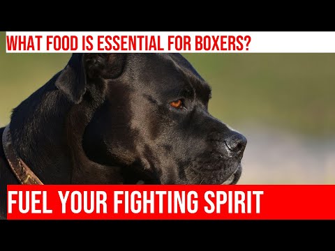 Power Up Your Boxer's Diet: Nutrition Tips for Peak Performance