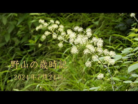 野山の歳時記　真夏の散策で出会った花や昆虫など　2024年7月24日