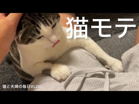 猫と夫婦の毎日VLOG#469 座椅子越しに猫にモテモテ