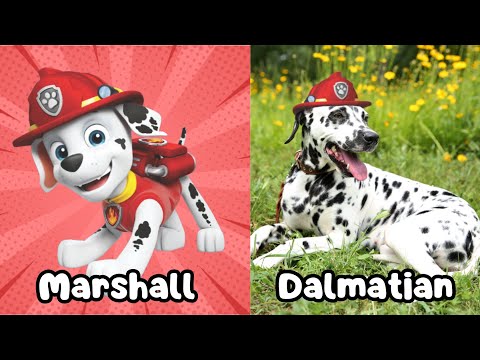 PAW Patrol Dogs In Real Life | Learn All Dog Characters Breeds and Personalities for Kids