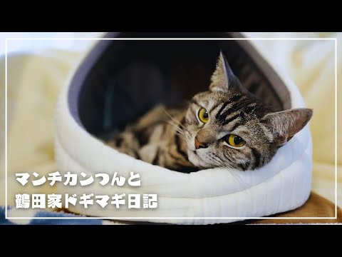 愛猫にかまくらをプレゼントしたら、満更でもない様子ですw【猫を迎えてからの購入品】