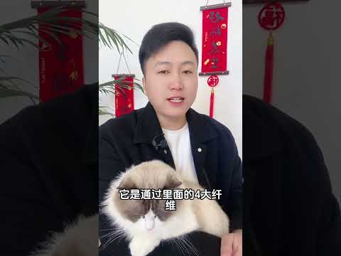 价值几十万的猫咪，都在用的排毛粉。今天做了一个实验。养猫经验分享 科学养宠攻略 养猫人 排毛粉 新手养猫