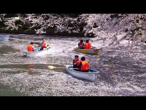 SAKURA Hirosaki Aomori Japan 桜の弘前城 2017 4K