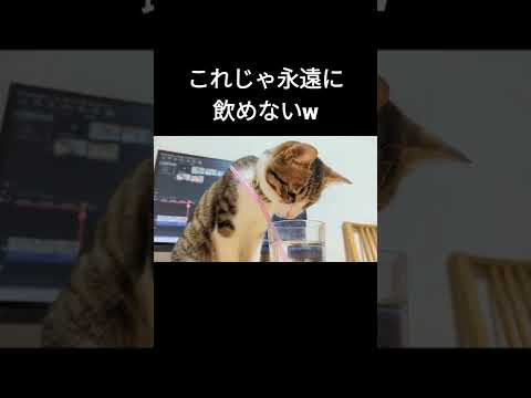 飼ったことある人なら分かる猫あるあるw#shorts