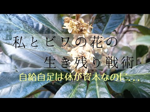 私とビワの花の生き残り戦略