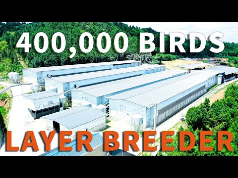 中国40万蛋种鸡项目 400K Layer Breeders Farm In China