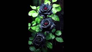 My favourite colour black 🖤😍🖤!!#black #blackscreen #black_screen #blackflower #blackscreenstatus