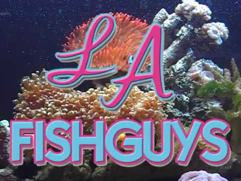 Rose Anemone, LA Fishguys, Episode 43, Part 3