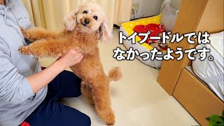 やっぱりトイプードルではなかった!?売れ残りだった愛犬デカプーわこくん