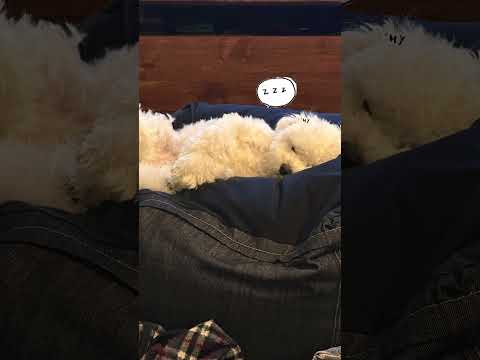 キュンキュンする動画です#dog #cute #poodle #トイプードル #love #癒し @junn2022