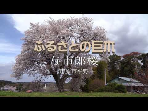 【千葉県市原市】空から見た巨木の映像「ふるさとの巨木」～与市郎桜～