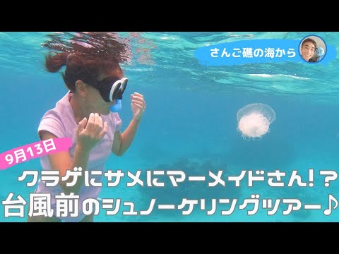 【石垣島】クラゲにサメにマーメイドさん!?9月13日台風前のシュノーケリングツアー動画♪