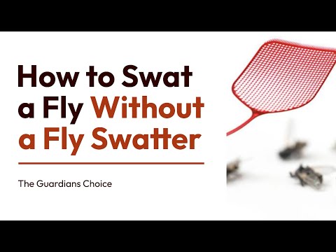 3 Ways to Swat a Fly Without a Fly Swatter | The Guardians Choice