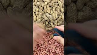 How to Peel Peanuts 🥜 in Seconds: A Comprehensive Guide #peanut #shorts #short