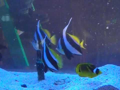 In-Wall Aquarium Overhual, LA Fishguys, Episode Seven, Part 3