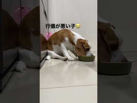 お食事風景#shorts #ビーグル #ビーグル犬 #犬 #いぬ #食事風景#お行儀いい子#お行儀悪い子