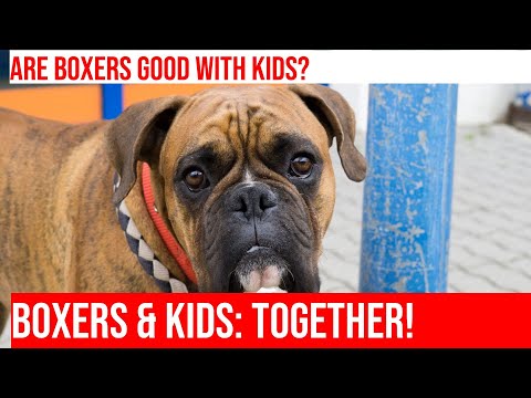 Are Boxers Good with Kids? Tips for Introducing Them