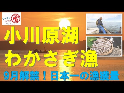 シーズンinthe産「小川原湖・わかさぎ」【9月解禁！その漁の方法は？】Vol.87